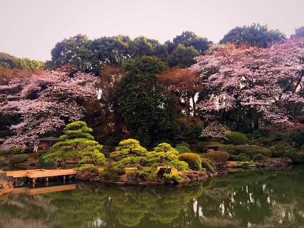Cherryblossoms Shinjuku